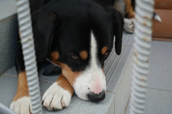 Porträtt Hund Hund Framför Fönstret — Stockfoto