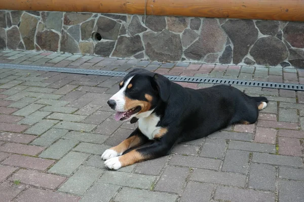 Portret Psa Dog Dog Dog Przed Oknem Pies Parku — Zdjęcie stockowe