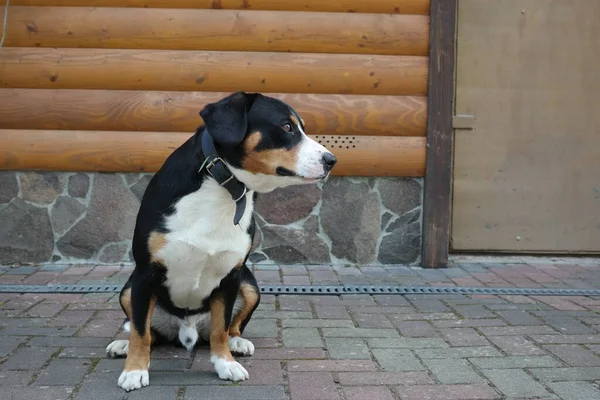 公園のウィンドウドッグの前の犬の肖像画 — ストック写真