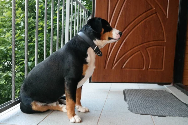 Portrait Dog Dog Dog Devant Window Dog Dans Parc — Photo