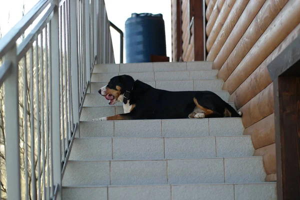 Portrait Dog Dog Dog Devant Window Dog Dans Parc — Photo