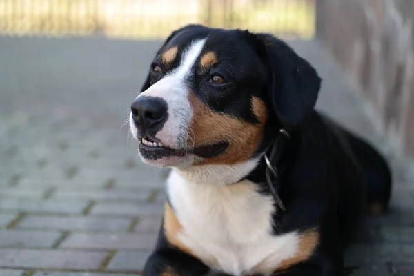 Portret Van Een Hondje Voor Het Raam — Stockfoto