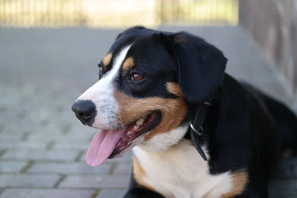 Portret Van Een Hondje Voor Het Raam — Stockfoto