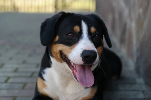 Portret Van Een Hond Dog Dog Voor Venster Dog Het — Stockfoto