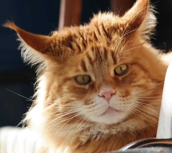Γάτα Window Cat Sofa Cat Μπλε Eyes Cat Στο Κρεβάτι — Φωτογραφία Αρχείου