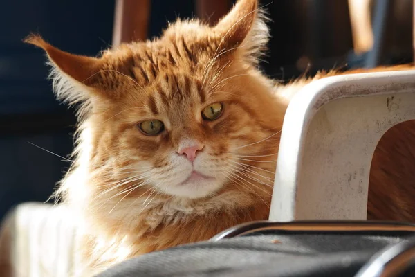 Gato Window Cat Sofa Cat Com Olhos Azuis — Fotografia de Stock