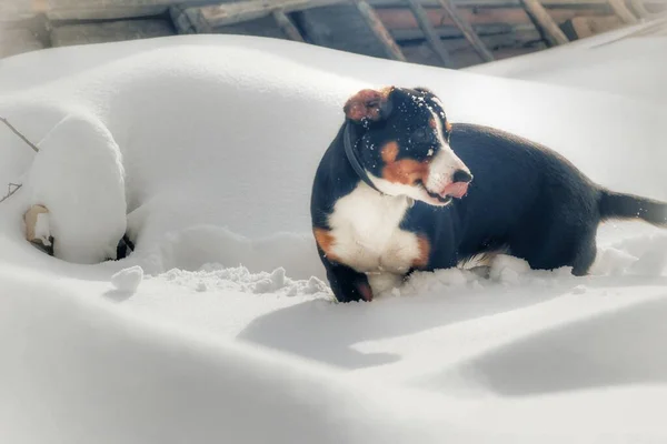 Portrait Dog Dog Dog Devant Window Dog Dans Parc — Photo