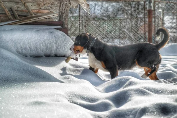 Porträt Eines Dog Dog Dog Vor Dem Fenster — Stockfoto