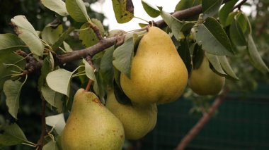 Ağacın üzerinde bir armut.
