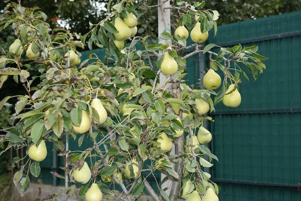 Pera Branch Pear Árbol — Foto de Stock