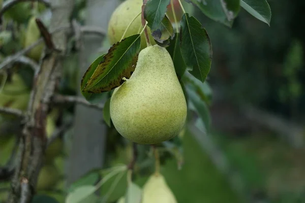 Pêra Branch Pear Árvore — Fotografia de Stock