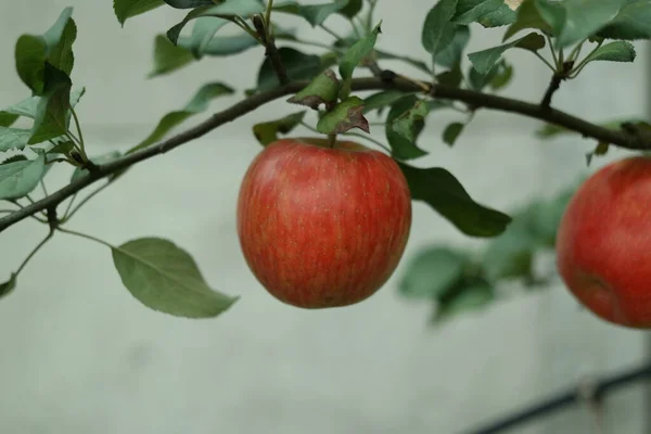 Apples Tree Apples Branch — Stock Photo, Image