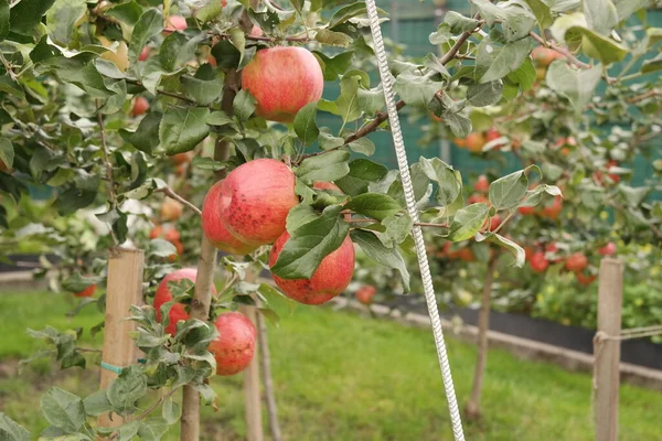 Apples Branch Apples Tree — Stock Photo, Image