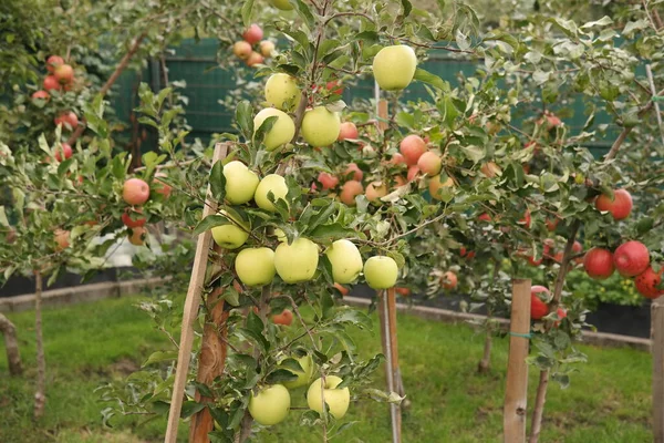 Apples Branch Green Apples Tree — Stock Photo, Image