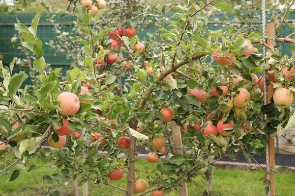 Apples Branch Apples Tree — Stock Photo, Image