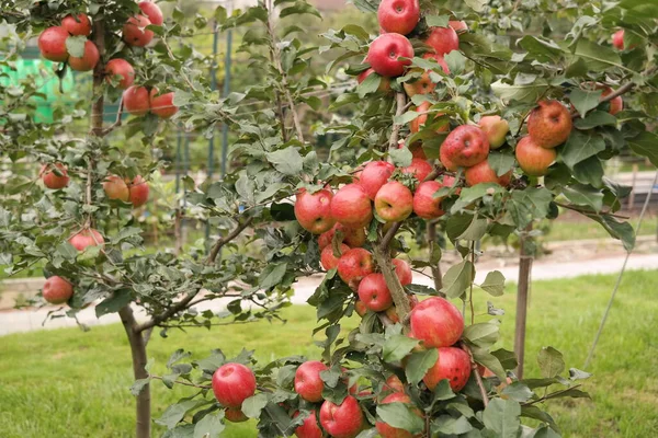 苹果在树枝上 苹果在树上 — 图库照片