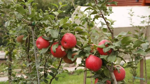 Epler Grener Epler Trær – stockfoto