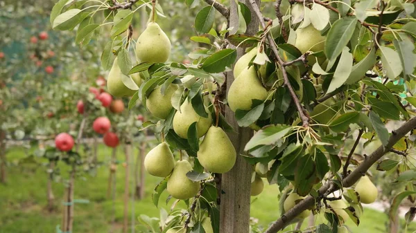 Pêra Branch Pear Árvore — Fotografia de Stock