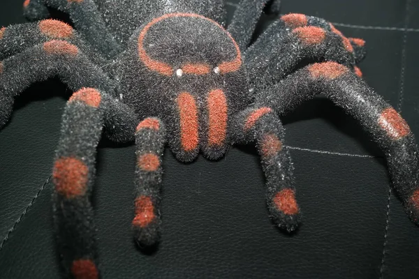 Kayadaki Tarantula Siyah Üzerine Kırmızı Örümcek — Stok fotoğraf