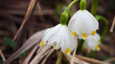 Ormandaki kar damlaları. Bahçedeki beyaz çiçekler. Kardaki kar damlaları..