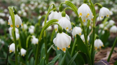Ormandaki kar damlaları. Bahçedeki beyaz çiçekler. Kardaki kar damlaları..