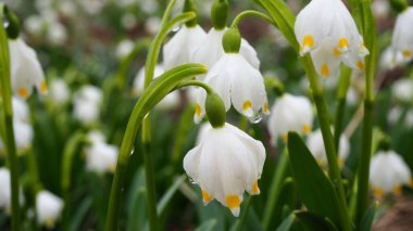 Ormandaki kar damlaları. Bahçedeki beyaz çiçekler. Kardaki kar damlaları..