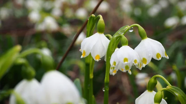 Schneeglöckchen Wald Weiße Blumen Garten Schneeglöckchen Schnee Krokusblüten Frühling — Stockfoto