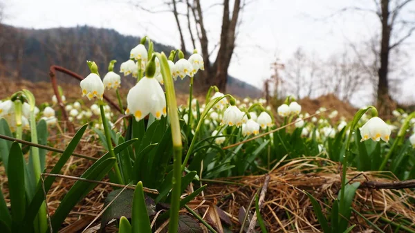 Schneeglöckchen Wald Weiße Blumen Garten Schneeglöckchen Schnee Krokusblüten Frühling — Stockfoto