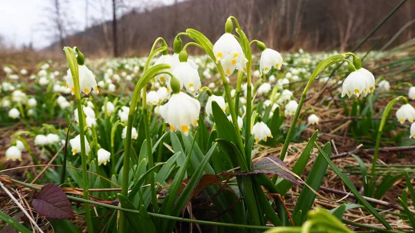 Schneeglöckchen Wald Weiße Blumen Garten Schneeglöckchen Schnee Krokusblüten Frühling — Stockfoto