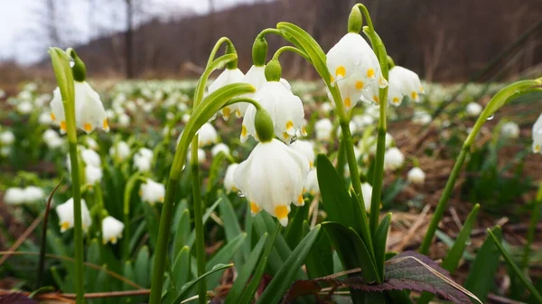 Schneeglöckchen Wald Weiße Blumen Garten Schneeglöckchen Schnee Krokusblüten Frühling — Stockfoto