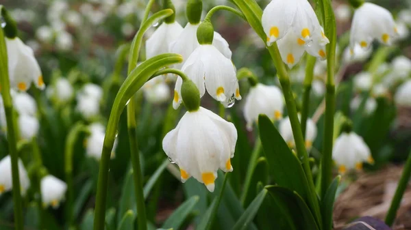 Schneeglöckchen Wald Weiße Blumen Garten Schneeglöckchen Schnee Krokusblüten Frühling — Stockfoto