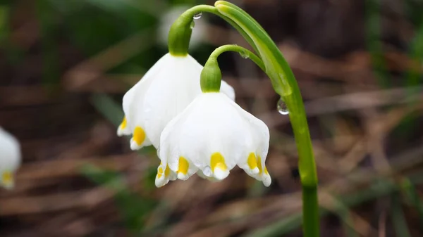 Schneeglöckchen Wald Weiße Blumen Garten Schneeglöckchen Schnee Krokusblüten Frühling — Stockfoto