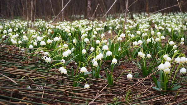 Schneeglöckchen Wald Weiße Blumen Garten Schneeglöckchen Schnee Krokusblüten Frühling — Stockfoto