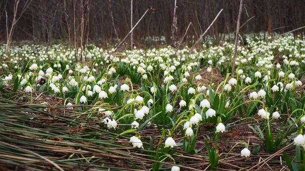 Schneeglöckchen Wald Weiße Blumen Garten Schneeglöckchen Schnee Krokusblüten Frühling — Stockfoto