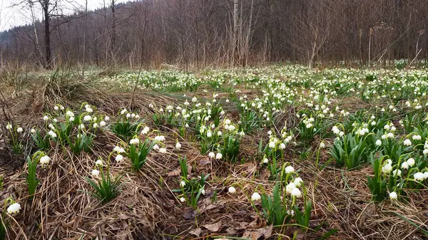 Schneeglöckchen Wald Weiße Blumen Garten Schneeglöckchen Schnee Krokusblüten Frühling — Stockfoto