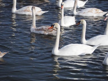 Kış mevsiminde donmuş göl. Kış manzarası. Nehir ve mavi gökyüzü manzaralı. Göl kıyısındaki kuğu sürüleri.