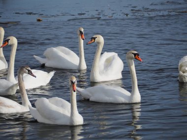 Kış mevsiminde donmuş göl. Kış manzarası. Nehir ve mavi gökyüzü manzaralı. Göl kıyısındaki kuğu sürüleri.