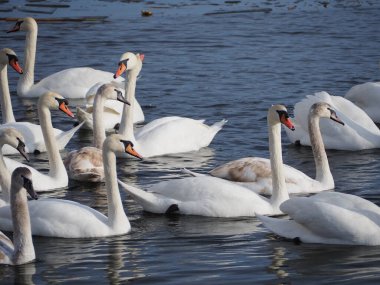 Kış mevsiminde donmuş göl. Kış manzarası. Nehir ve mavi gökyüzü manzaralı. Göl kıyısındaki kuğu sürüleri.