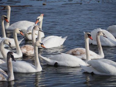 Kış mevsiminde donmuş göl. Kış manzarası. Nehir ve mavi gökyüzü manzaralı. Göl kıyısındaki kuğu sürüleri.