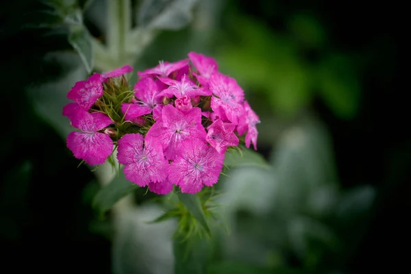 园中的粉红色花 粉红色和白色花 — 图库照片