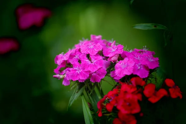 Fiori Geranio Rosso Fiori Rosa Giardino Fiori Rosa Bianchi — Foto Stock