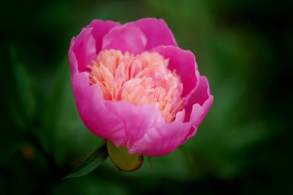 Rosa Lotusblume Rosa Tulpenblume Rosa Und Weiße Tulpenblume Rosa Lotusblume — Stockfoto