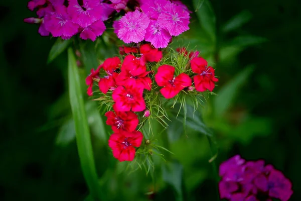 Fiori Geranio Rosso Fiori Rosa Giardino Fiori Rosa Bianchi — Foto Stock