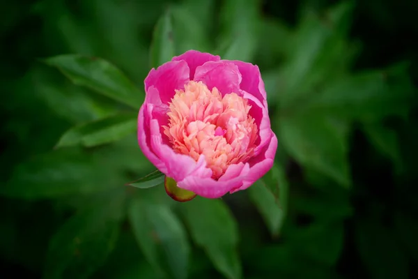 Fiore Loto Rosa Fiore Tulipano Rosa Tuliwer Pink Tulip Pink — Foto Stock
