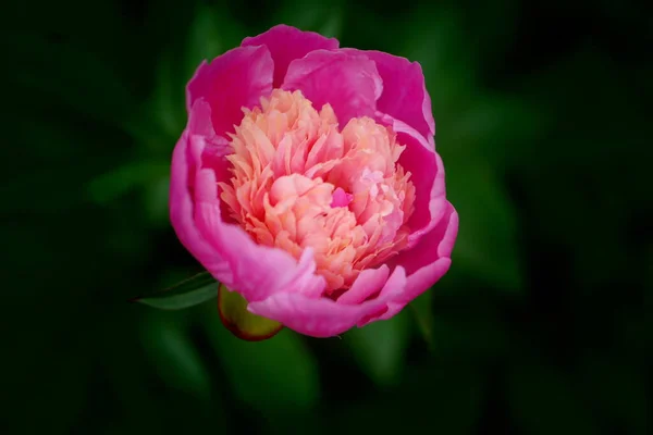Rosa Lotusblume Rosa Tulpenblume Rosa Und Weiße Tulpenblume Rosa Lotusblume — Stockfoto