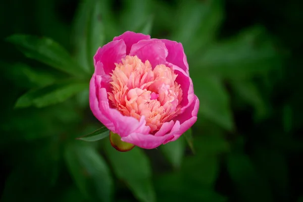 Rosa Lotusblume Rosa Tulpenblume Rosa Und Weiße Tulpenblume Rosa Lotusblume — Stockfoto