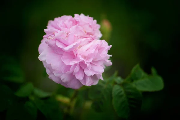 Rosa Rosa Nel Giardino Rosa Fiore Rosa Rosa Fiori Bianchi — Foto Stock