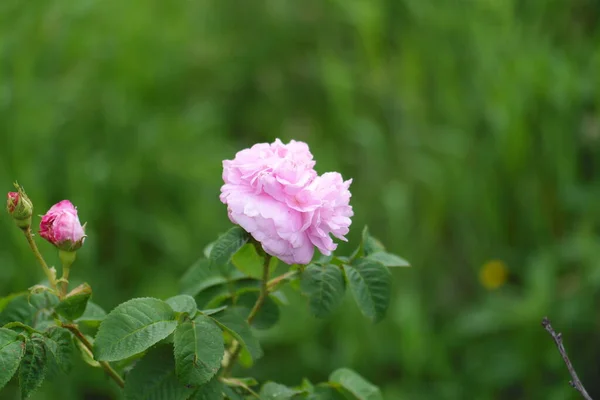Rosa Rose Garten Rosa Rosenblüte Rosa Und Weiße Blüten — Stockfoto