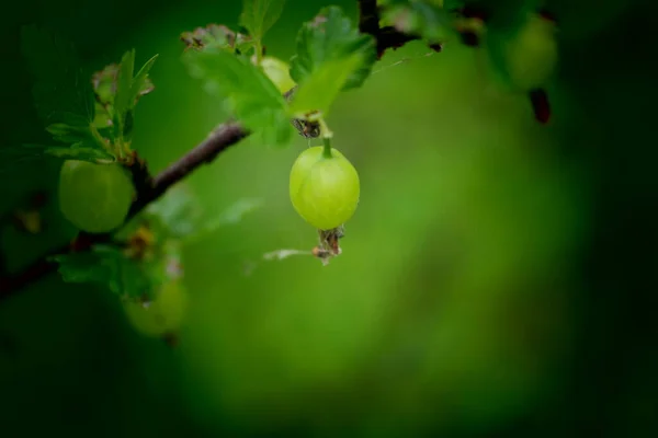 Stachelbeeren Auf Einem Busch Stachelbeeren Auf Einem Zweig Grüne Äpfel — Stockfoto