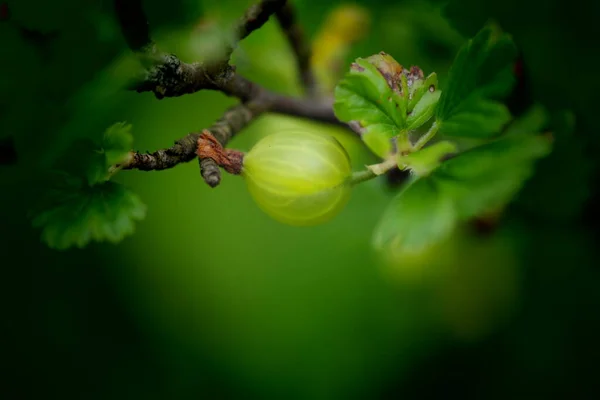 Агрус Кущі Агрус Гілці Зелені Яблука Гілці — стокове фото